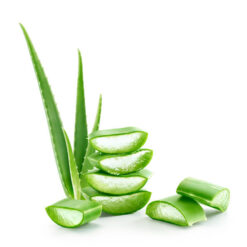 Fresh dissected aloe vera
