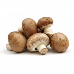 Mushroom Chestnut