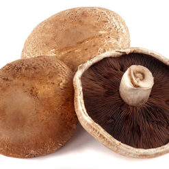 Mushroom Portobello